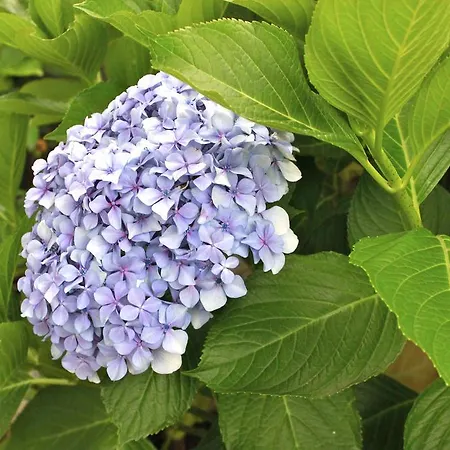 Apartadino דירה *