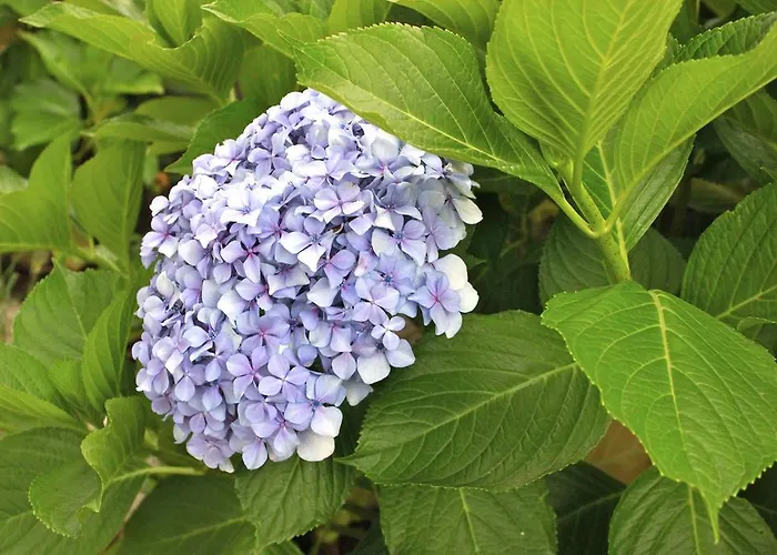 Apartadino Διαμέρισμα *